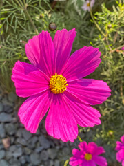 Obraz premium British garden flowers in the sun