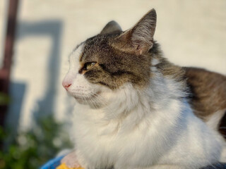 A cat sitting in the sun