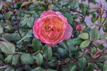 Rose Lady Emma Hamilton. Selected sorts of exquisite roses for parks, gardens. Landscape park concept. Close up