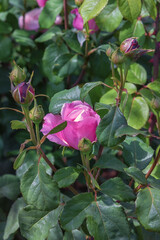 Rose Soeur Emmanuelle. Selected sorts of exquisite roses for parks, gardens. Landscape design park concept