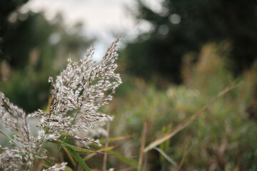 Grass reed cane