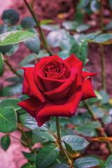 Rose Geoeges Delbard. Selected sorts of exquisite roses for parks, gardens. Landscape design park...