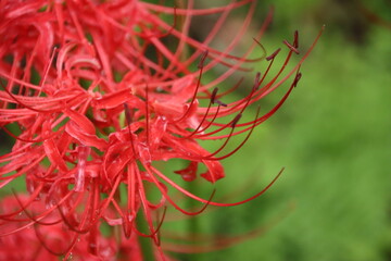 雨のしずくが付くヒガンバナ
