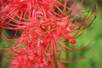 雨のしずくが付くヒガンバナ
