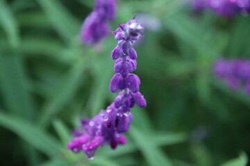 アメジストセージの花に雨のしずく付くアップ