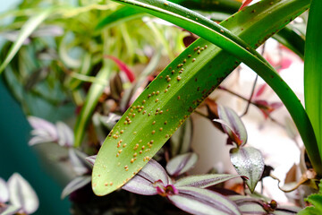 Plant pests. Diaspididae on long leaves of a houseplant - obrazy, fototapety, plakaty