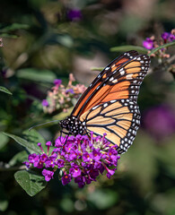 Colorful Monarch butterfly feasts. on flowers of the butterfly bush
