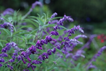 アメジストセージの花に雨のしずく付くアップ