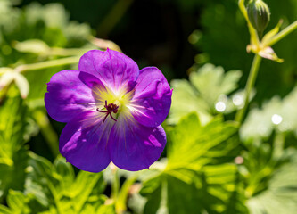 Delicate summer flower similar to a morning glory in summer