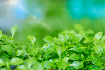 Fototapeta na wymiar Fresh watercress salad, Watercress growing in the vegetable garden plant green leaf background.