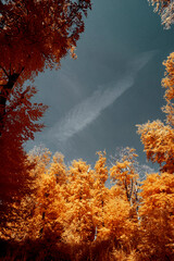 infrared forest in the summer 