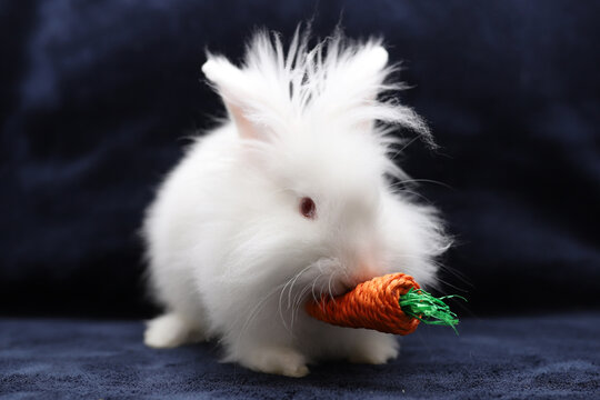 White minilop lionhead rabbit with a fake carrot against a dark blue background