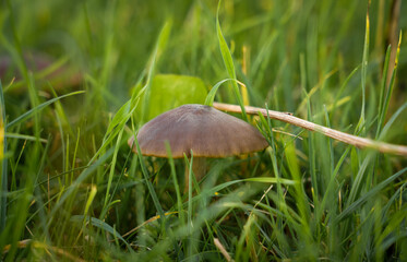 close up of Common Rustgull mushroom (Gymnopolis penetrans)