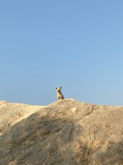 A dog on the mountain