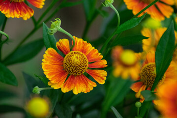 bright colorful flowers in the garden
