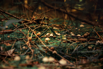 Dark forest with mushrooms. Goblincore nature background