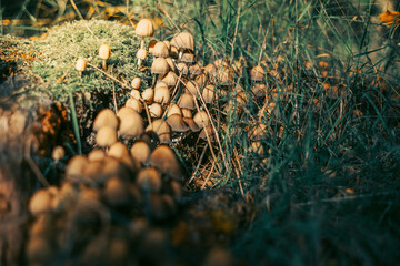 Dark forest with mushrooms. Goblincore nature background