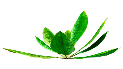 3D Rendering Common Plantain Plant on White