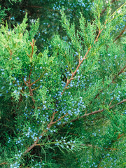 Juniperus virginiana branches with fruits close-up