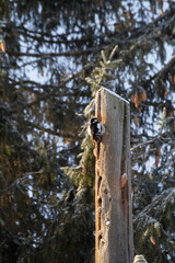 Great spotted woodpecker in winter against the background of spruce trees