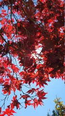 Red leaf