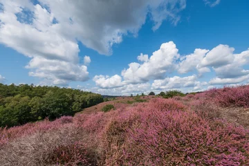 Foto auf Leinwand Nature reserve Herikhuizerveld aka De posbank, Gelderland Province, The Netherlands © Holland-PhotostockNL