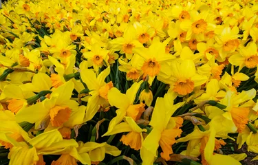 Fotobehang Narcissus field near Sassenheim, Zuid-Holland province, The Netherlands © Holland-PhotostockNL