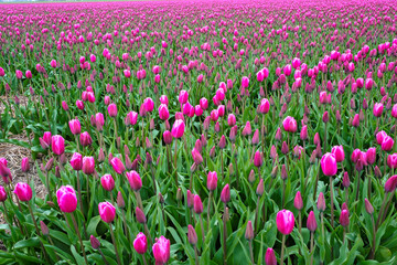 Tulpenpracht in de Noordoostpolder, provincie Flevoland