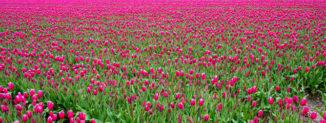 Tulpenpracht in de Noordoostpolder, provincie Flevoland