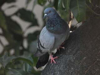 pigeon on a branch
