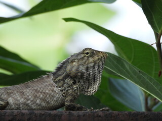 lizard on a branch