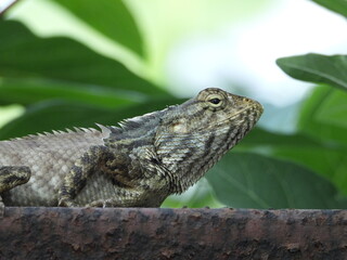 lizard on a tree