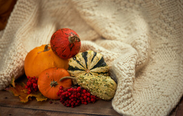 Autumn cozy composition of decorative pumpkins on a wooden table with a warm knitted scarf. Warm autumn, thanksgiving and halloween holiday concept