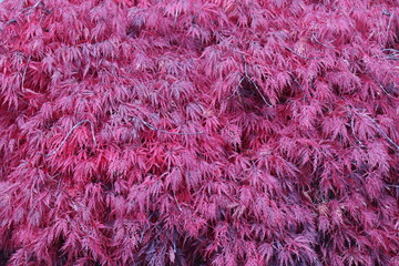 Zwergahorn. Spitzahorn. Ahorn im Herbst.