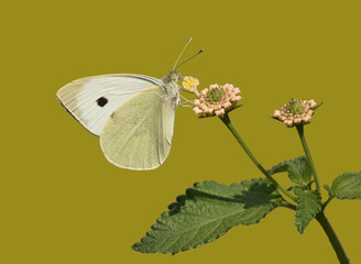 Large white, also called cabbage butterfly, cabbage white, cabbage moth, or large cabbage white, is a butterfly in the family Pieridae