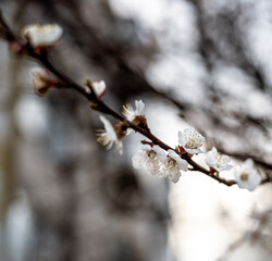 Apricot blossom in spring season