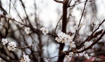 Apricot blossom in spring season