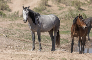 Obraz na płótnie Canvas Wild Horses in Spring in the Utah Desert