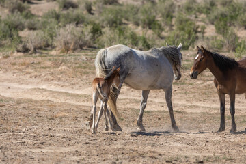 Wild Horses in Spring in the Utah Desert