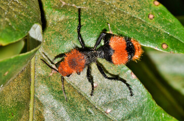 Red Velvet Ant (Dasymutilla occidentalis) female crawling across tree leaves, dorsal view in Houston, TX. Another common name for them is Cow Killer ants.