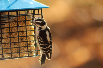 Downy woodpecker eating from feeder with fall bokeh background.