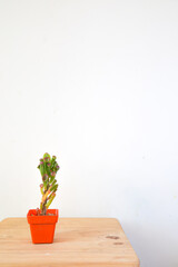 small succulent in red pot with white background 