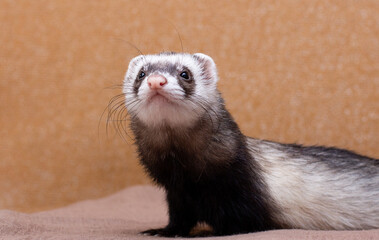The cute funny ferret portrait