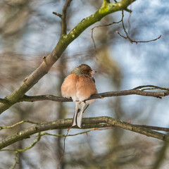 one cold chaffinch on a tree at a sunny and frosty winter day