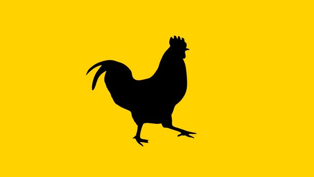 Silhouette of the walking rooster animation on the yellow background