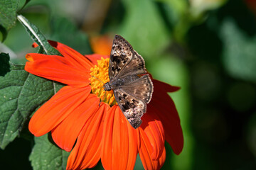 Female Horace's Duskywing on Mexican sunflower. It is a butterfly of the family Hesperiidae. ...