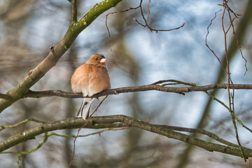 one cold chaffinch on a tree at a sunny and frosty winter day