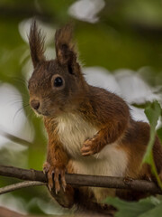 Neugieriges Eichhörnchen am Futterplatz