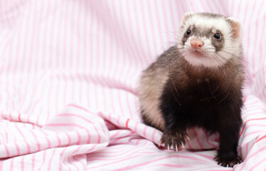 The ferret sleeps on the bed
