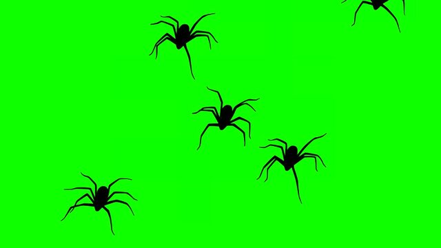 Animation with spiders on the green background